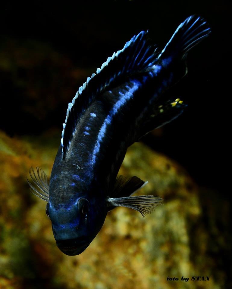 Pseudotropheus cyaneorhabdos 'Maingano Island'